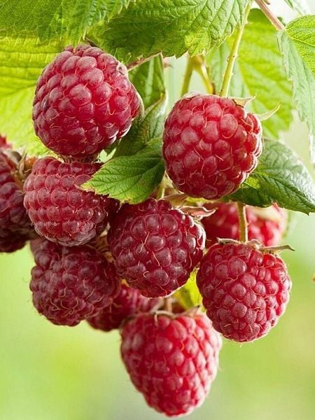 Ahududu Fidanı Yediveren Rubus idaeus 100 cm Saksıda