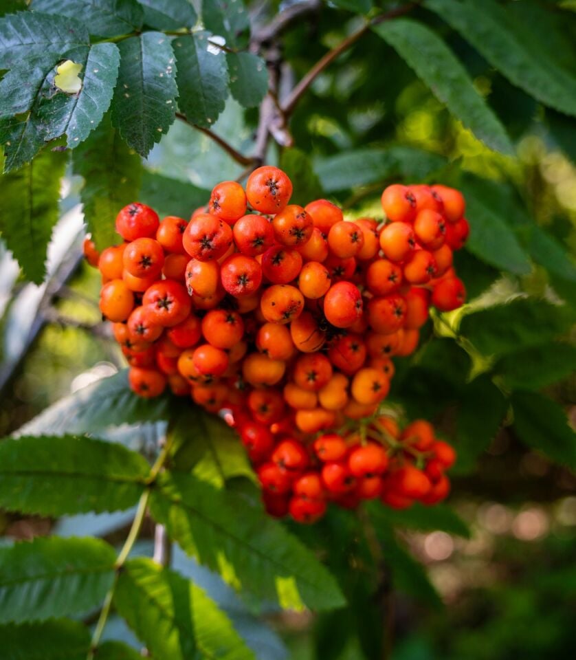 Alıç Fidanı Kırmızı Crataegus pubescens Saksıda