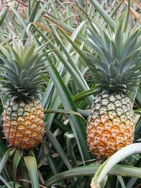 Ananas Fidanı 30 40 cm İthal