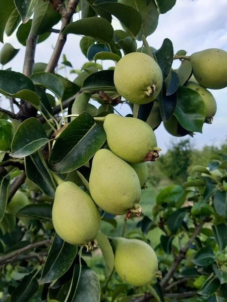 Armut Fidanı AKÇA 120 cm Saksıda