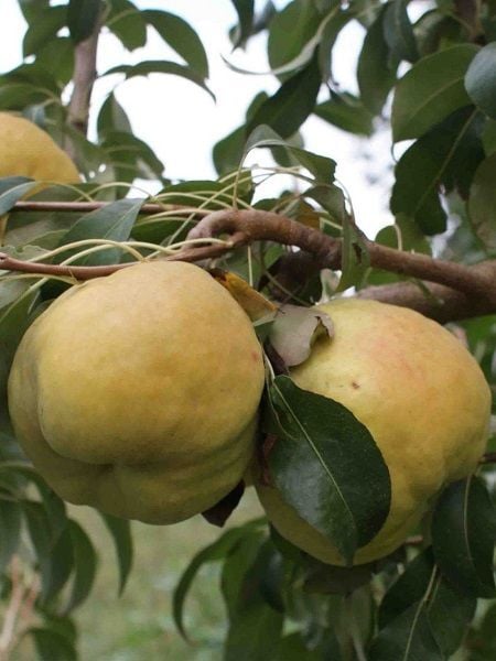 Armut Fidanı DEVECİ 120 cm Saksıda