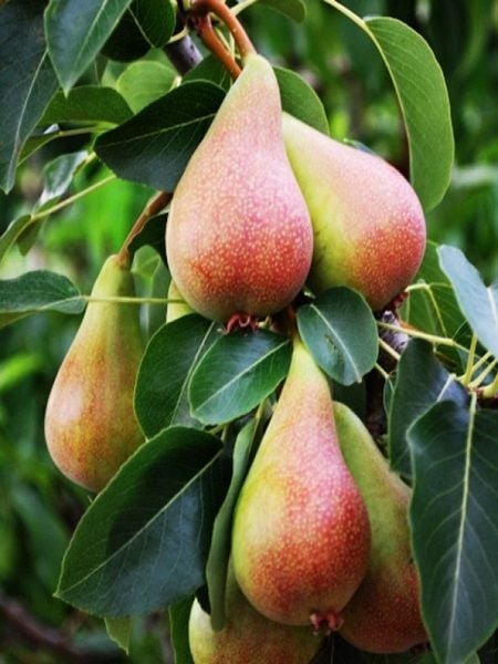 Armut Fidanı JUNE BEAUTY Haziran Güzeli 120 cm Saksıda