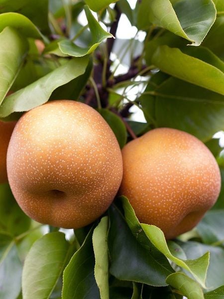 Armut Fidanı NAŞİ Armutu NASHI KOSUI 120 cm Saksıda