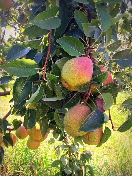 Armut Fidanı SANTA MARİA 120 cm Saksıda