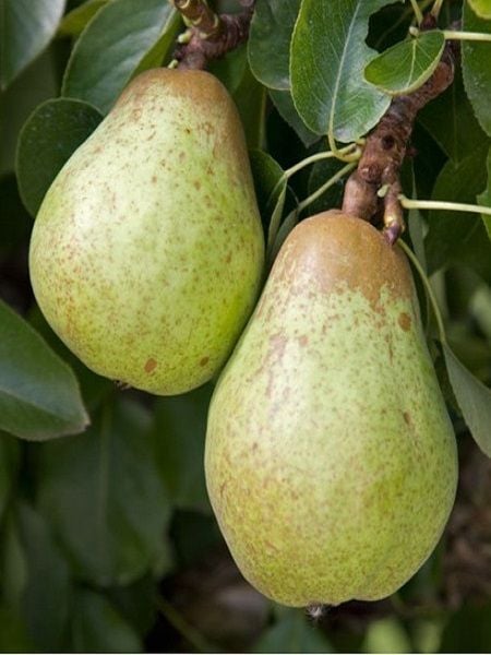 Armut Fidanı WILLIAMS 120 cm Saksıda