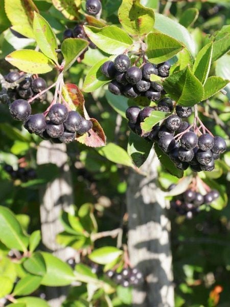 Aronya Fidanı, Rus Yaban Mersini Aronia melanocarpa Aron 20 30 cm Saksıda
