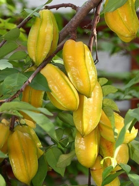 Aşılı Yıldız Meyvesi Fidanı Carambola 60 80 cm