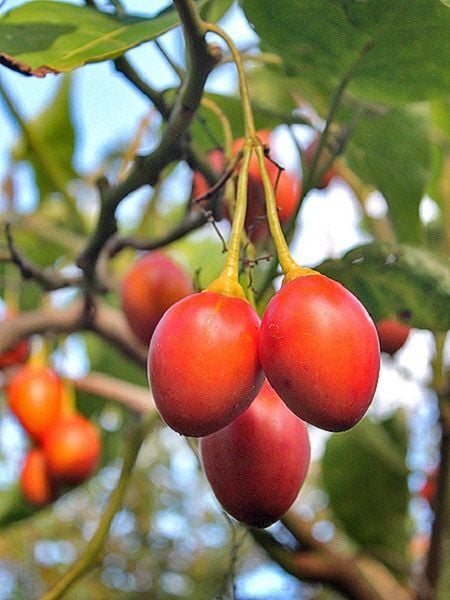 Domates Ağacı Tamarillo Solanum betaceum Fidanı