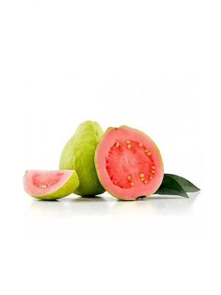 Guava Fidanı Psidium guajava 60 80 cm Saksıda