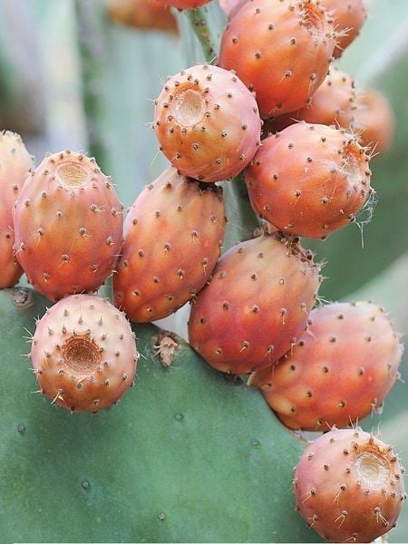 Hint İnciri Fidanı Frenk Yemişi Opuntia humifusa Saksıda