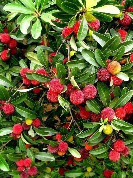 Kocayemiş Dağ Çileği Fidanı Arbutus unedo 20 40 cm Saksıda