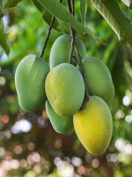 Mango Fidanı Mangifera indica L 10 20 cm