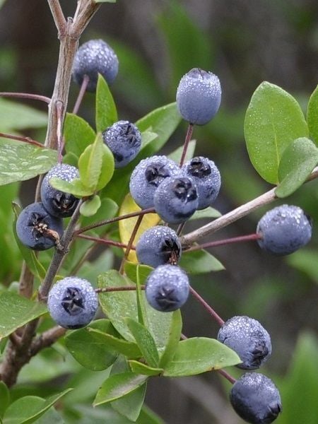 Mersin Fidanı Siyah Murt Meyvesi Myrtus communis L 20 40 cm Saksıda