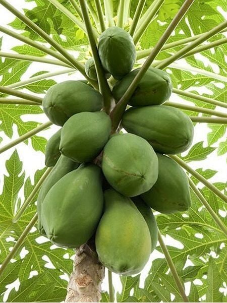 Papaya Fidanı Meleklerin Meyvesi Carica 40 60 cm Saksıda