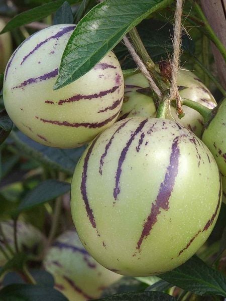 Pepino Fidesi Solanum muricatum Saksıda