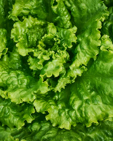 Fide Başlangıç Setleri